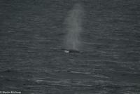 Hurtigruten - MS Nordnorge (156)