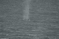 Hurtigruten - MS Nordnorge (157)