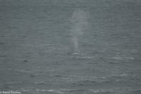Hurtigruten - MS Nordnorge (158)