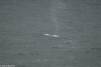 Hurtigruten - MS Nordnorge (159)