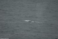 Hurtigruten - MS Nordnorge (160)