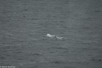 Hurtigruten - MS Nordnorge (161)