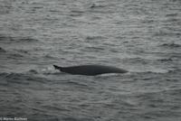 Hurtigruten - MS Nordnorge (162)