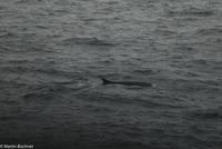 Hurtigruten - MS Nordnorge (163)