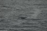 Hurtigruten - MS Nordnorge (164)