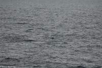 Hurtigruten - MS Nordnorge (166)