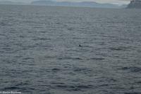 Hurtigruten - MS Nordnorge (170)