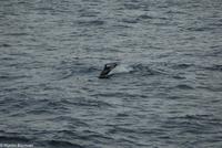 Hurtigruten - MS Nordnorge (172)