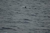 Hurtigruten - MS Nordnorge (173)