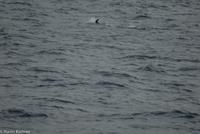 Hurtigruten - MS Nordnorge (174)