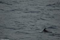 Hurtigruten - MS Nordnorge (175)