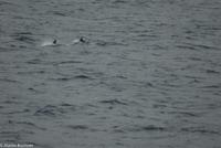 Hurtigruten - MS Nordnorge (176)