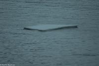 Hurtigruten - MS Nordnorge (190)
