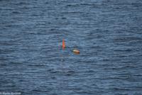Hurtigruten - MS Nordnorge (191)
