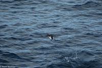 Hurtigruten - MS Nordnorge (193)