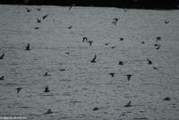 Hurtigruten - MS Nordnorge (198)