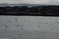 Hurtigruten - MS Nordnorge (199)