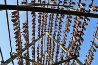 Hurtigruten - MS Nordnorge (261)
