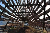 Hurtigruten - MS Nordnorge (262)