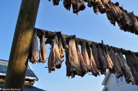 Hurtigruten - MS Nordnorge (263)