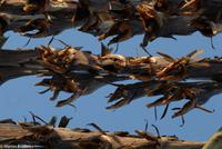 Hurtigruten - MS Nordnorge (269)