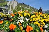 Hurtigruten - MS Nordnorge (300)