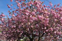 Hurtigruten - MS Nordnorge (301)