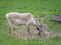 042 Norwegen, Rentier im Lappen-Camp