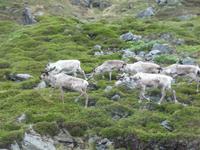 Rentiere auf der Fahrt zum Nordkap