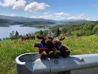 Meine Begleiter- die Elche