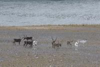 Rentiere am Fjord