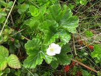 Blüte der Moltebeere in Hjemmeluft