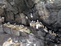 Möwenfelsen in Nusfjord