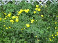 Trollblumen am Nappskaret