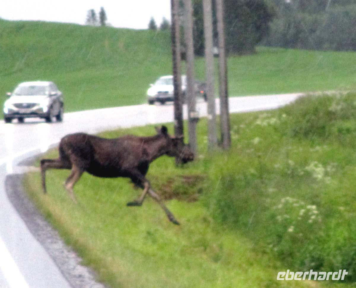 Elchsichtung vor Steinkjer