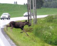Elchsichtung vor Steinkjer