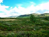 Auf dem Dovrefjell