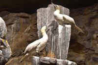 103 Basstölpel in der Nordkap-Halle