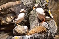 104 Papageientaucher in der Nordkap-Halle