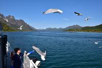 215 Lofoten, Adlersafari