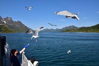 216 Lofoten, Adlersafari