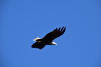 232 Lofoten, Adlersafari