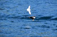 235 Lofoten, Adlersafari