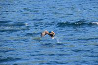 236 Lofoten, Adlersafari