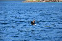 238 Lofoten, Adlersafari