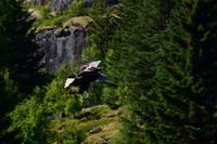 239 Lofoten, Adlersafari