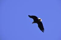 242 Lofoten, Adlersafari