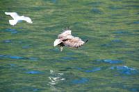 244 Lofoten, Adlersafari