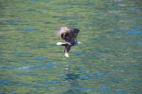 246 Lofoten, Adlersafari