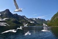 251 Lofoten, Adlersafari